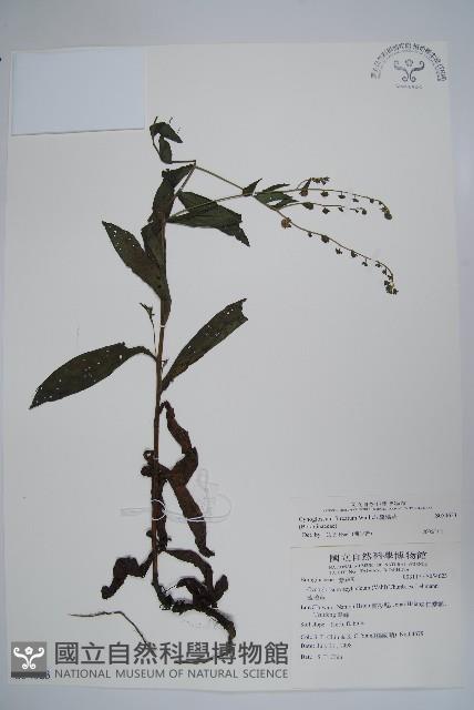 Accession Number:S054623 Collection Image, Figure 1, Total 2 Figures