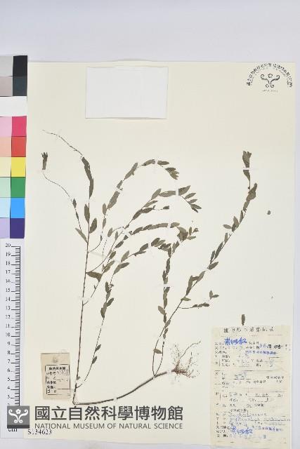 蜜柑草藏品圖，第1張