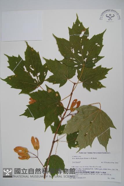 鬼槭藏品圖，第1張