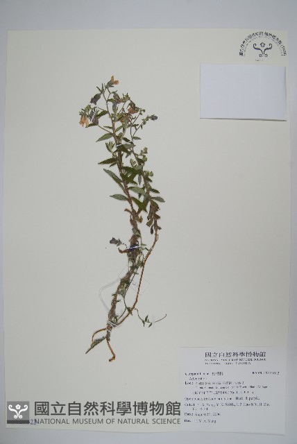 登錄號:S123623藏品圖，第1張
