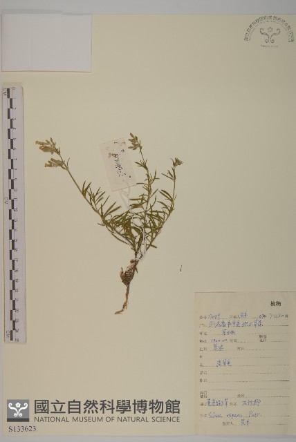 匍生蠅子草藏品圖，第1張