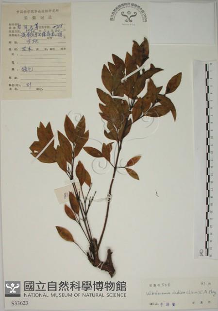 南嶺蕘花藏品圖，第1張