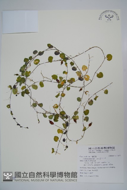 普刺特草藏品圖，第1張