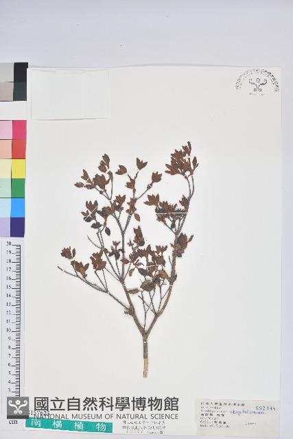 志佳陽杜鵑藏品圖，第1張