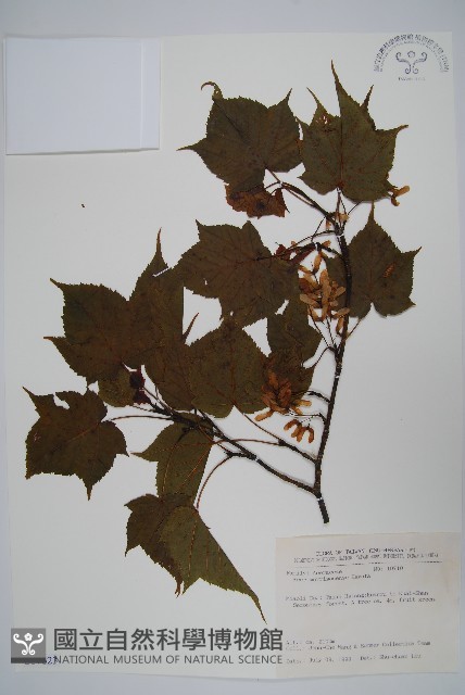 臺灣紅榨槭藏品圖，第1張