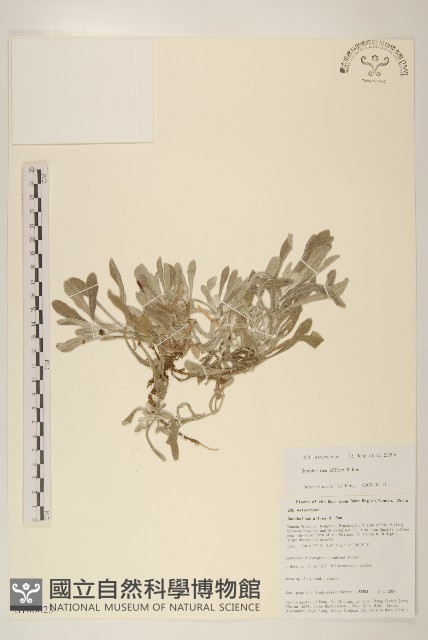 鼠麴草藏品圖，第1張