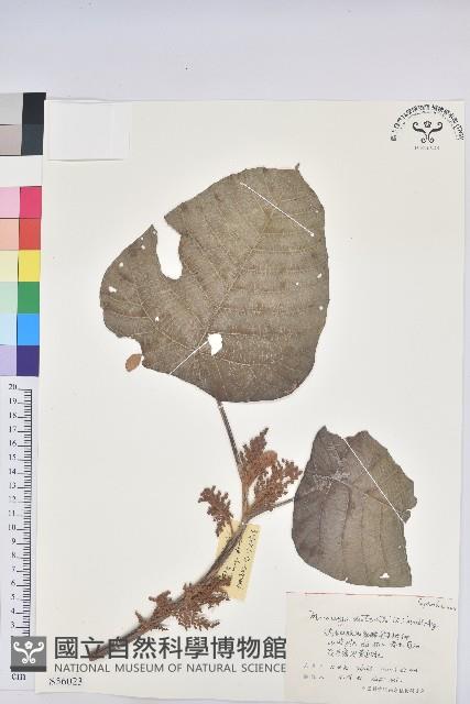 中平樹藏品圖，第1張