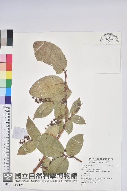 登錄號:S136023藏品圖，第1張