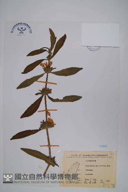 柳葉水蓑衣藏品圖，第1張