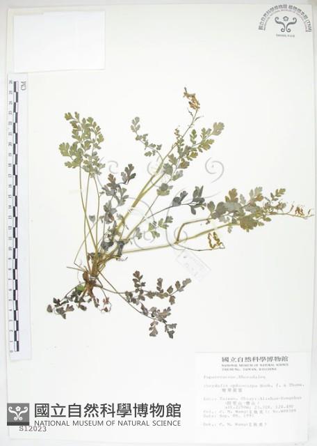 彎果黃菫藏品圖，第1張