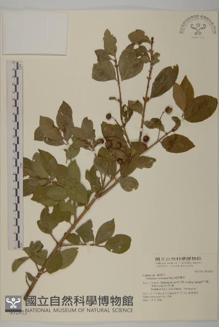 刺果衛矛藏品圖，第1張