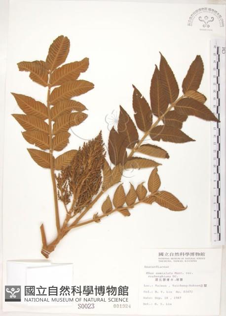 羅氏鹽膚木藏品圖，第1張