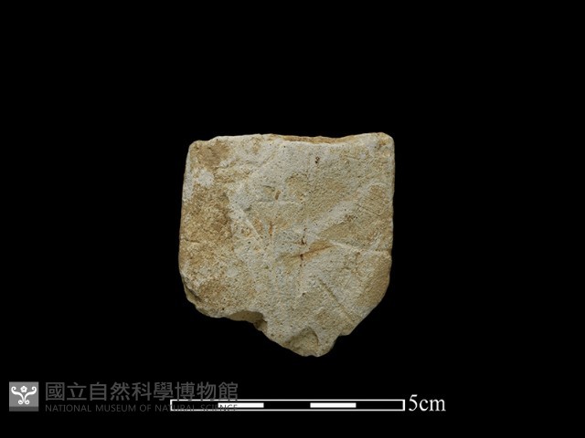 磨製斧鋤形器藏品圖，第1張