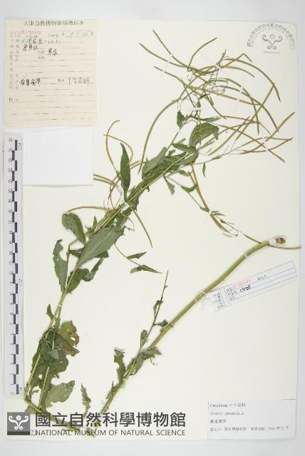 垂果南芥菜藏品圖，第1張