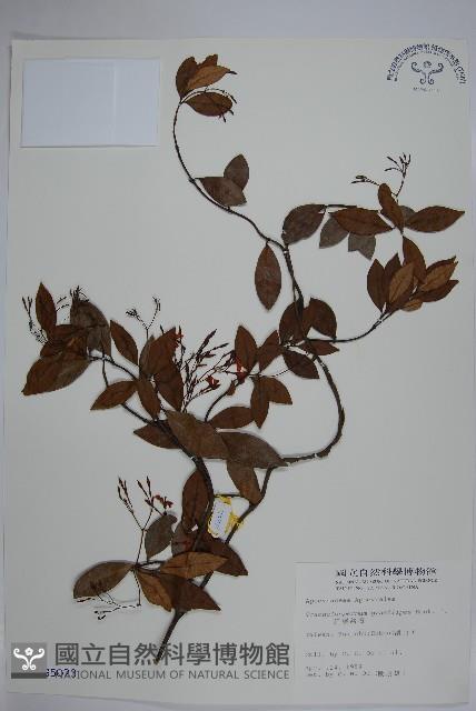 細梗絡石藏品圖，第1張