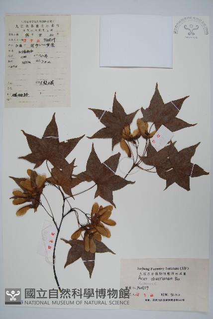 五裂槭藏品圖，第1張