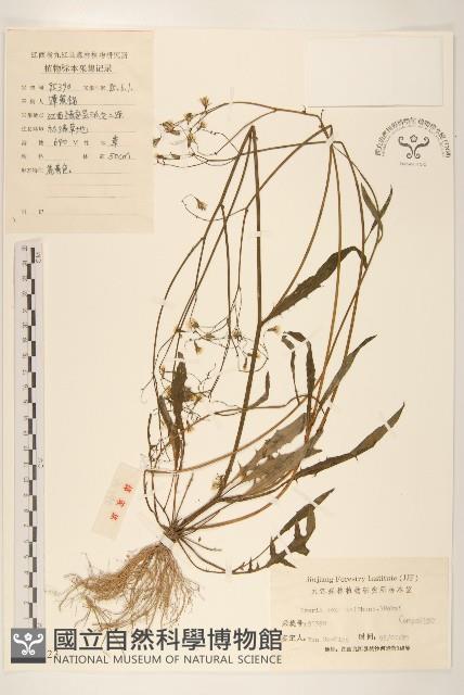 齒緣苦實藏品圖，第1張