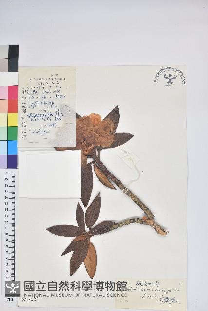 腺房杜鵑藏品圖，第1張