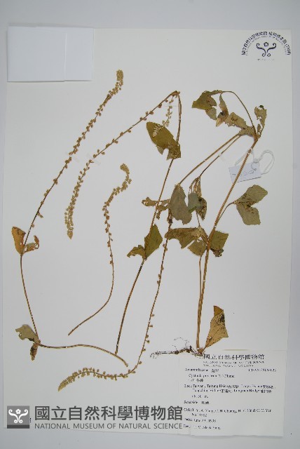 假川牛膝藏品圖，第1張