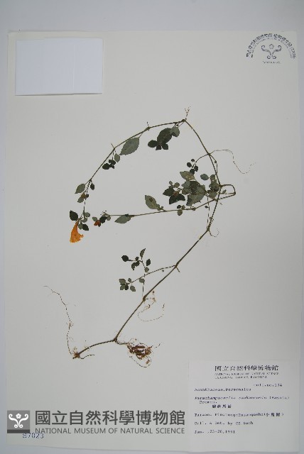 蘭嵌馬藍藏品圖，第1張