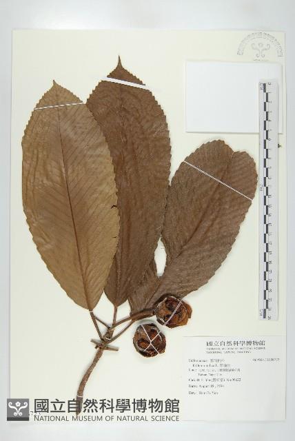 India Dillenia, Hondapara Collection Image, Figure 1, Total 2 Figures