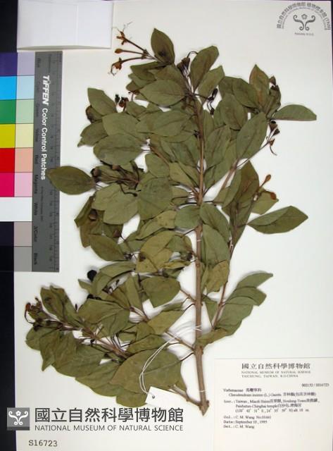 苦林盤藏品圖，第1張