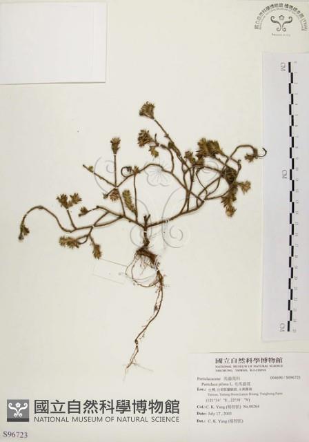 毛馬齒莧藏品圖，第1張