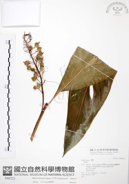 山月桃藏品圖，第1張