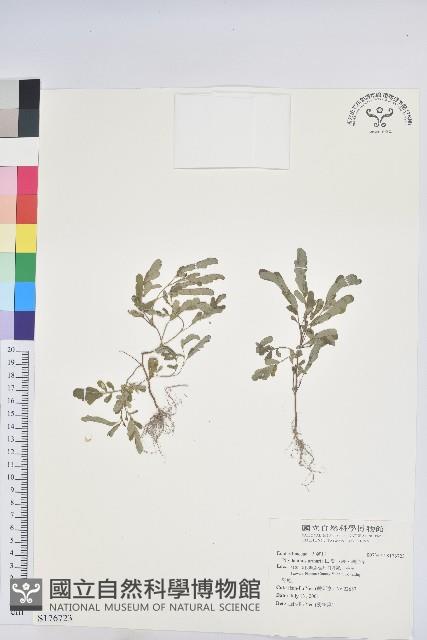 葉下珠、珠仔草藏品圖，第1張