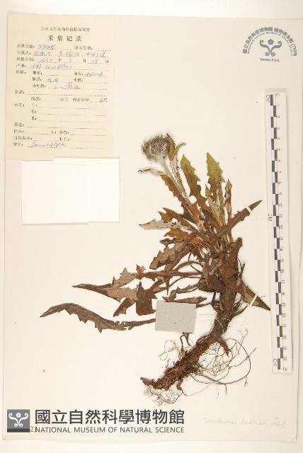 東俄洛風毛菊藏品圖，第1張