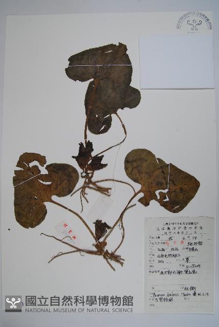 杜衡藏品圖，第1張