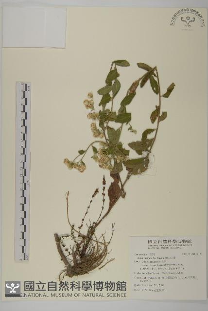 絨山白蘭藏品圖，第1張