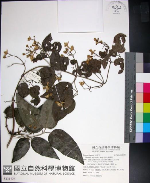 麥氏鐵線蓮藏品圖，第1張