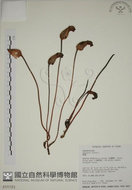 野菰藏品圖，第1張