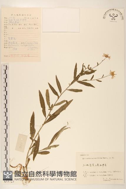 全葉馬蘭藏品圖，第1張