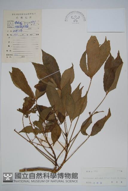 掌葉梁王茶藏品圖，第1張