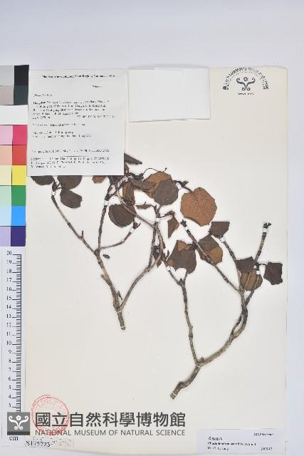 黃杯杜鵑藏品圖，第1張