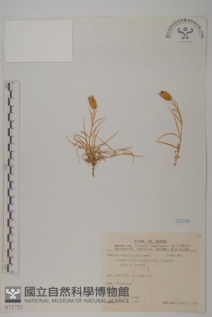 玉山蠅子草藏品圖，第1張