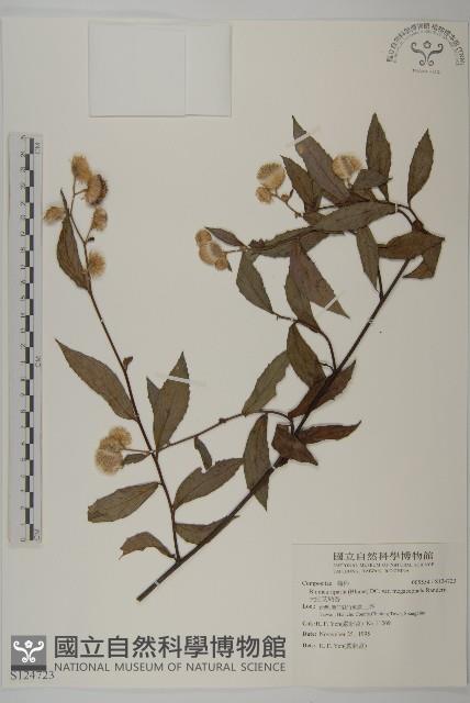 大頭艾納香藏品圖，第1張