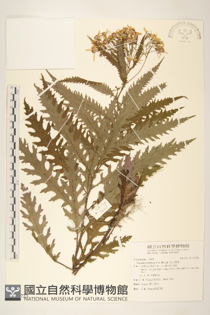 玉山黃菀藏品圖，第1張