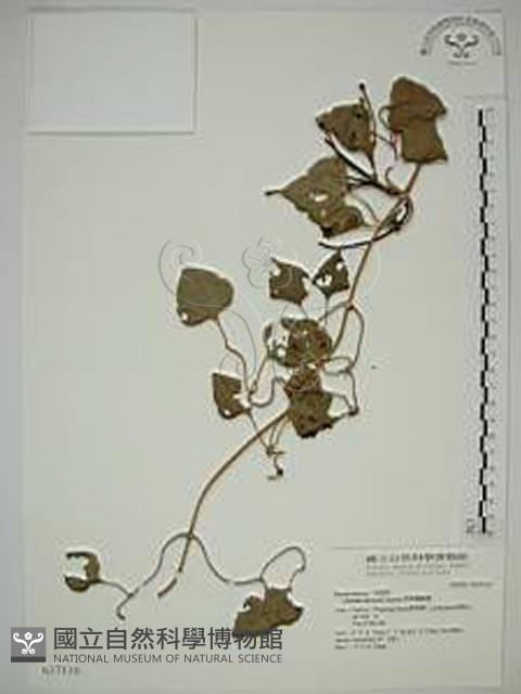 田代氏鐵線蓮藏品圖，第1張