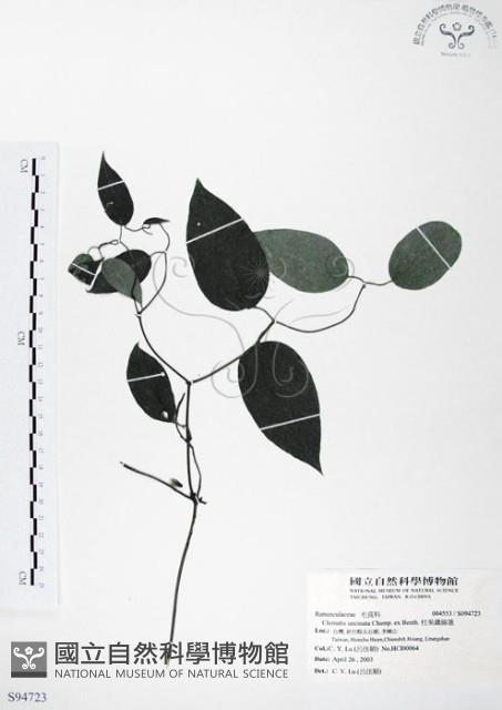 柱果鐵線蓮藏品圖，第1張