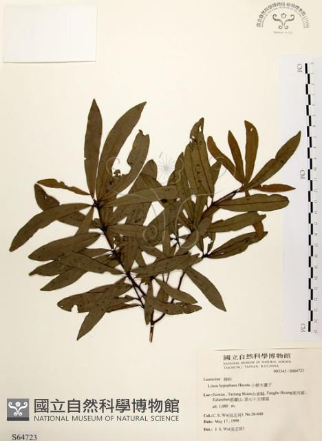 黃肉樹, 小梗木薑子藏品圖，第1張