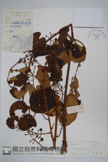 頭序蔥木藏品圖，第1張