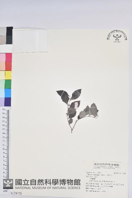 黑面神藏品圖，第1張