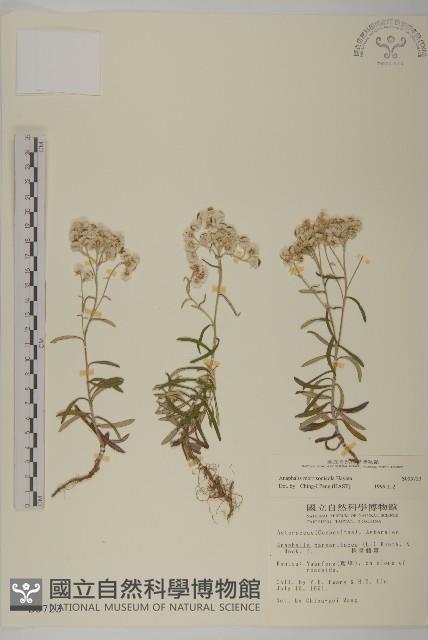 玉山抱莖籟簫藏品圖，第1張