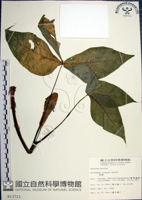 申跋、油跋、小天南星藏品圖，第1張