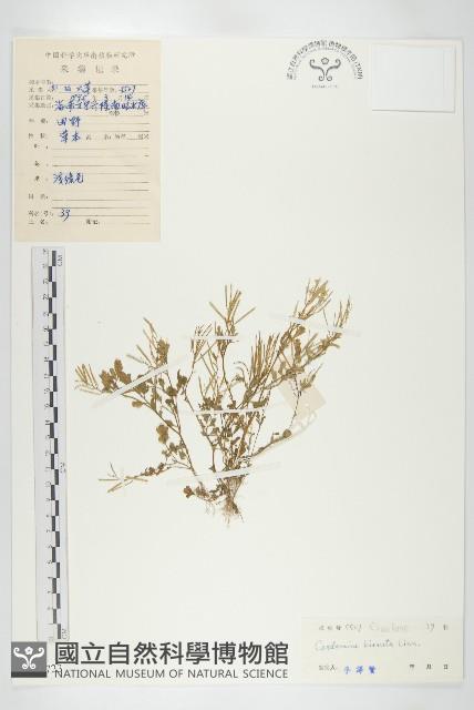 碎米薺藏品圖，第1張