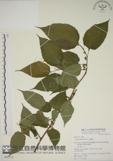 小桑樹藏品圖，第1張