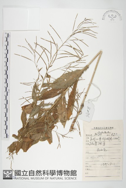 垂果南芥菜藏品圖，第1張